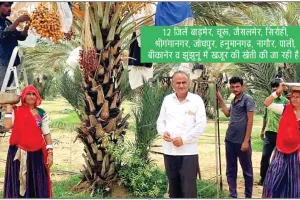 केहराराम चौधरी ने खजूर की खेती से कमाए करोड़ों रुपए