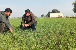 अब गेहूं में नहीं पड़ेगी रसायनों की जरूरत, ब्रह्मास्त्र व नीमास्त्र सहित 4 पदार्थ करेंगे पोषण