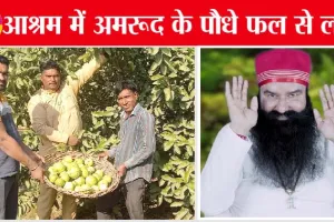 मीठे अमरूदों का स्वाद चखना हो तो चले आइए नुहियांवाली के ‘साध बेला धाम’