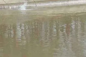 बरूवाली नहर के टूटने से 50 एकड़ में खड़ी फसल डूबी