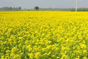 जीएम सरसों फायदा एक चिंताएं अनेक