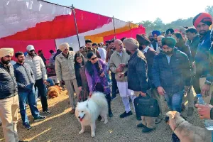 डाग शॉ में पहली बार पहुंचे विदेशी व दुर्लभ नस्लों के डॉग