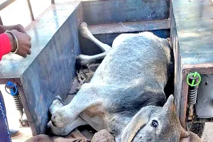 ठंड में बीमार गोवंश का कराया इलाज