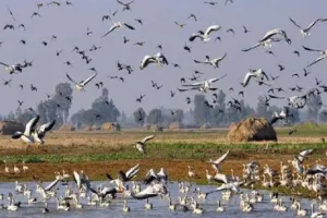 जलाशयों में दिखाई दे रही प्रवासी पक्षियों की अटखेलियाँ