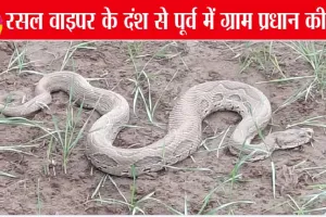 खतरनाक रसल वाइपर साँप ने उड़ाये ग्रामीणों के होश