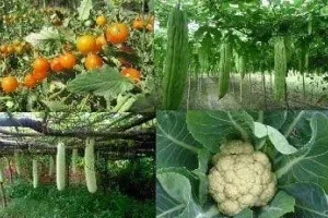 रंग-बिरंगी सब्जियों से मशहूर हुए कोटा के किसान जयप्रकाश