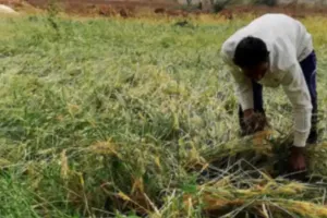 फसल बीमा के नाम पर पैसे इकट्ठे कर रहे कुछ लोग, किसी को पैसे न दें