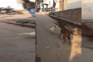 funny viral Video: मुर्गे ने किया कुत्ते पर हमला और फिर कुत्ता भागता नजर आया, वीडियो हुआ तेजी से वायरल