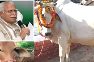 किसानों के लिए खुशखबरी: देसी गाय खरीदने पर हरियाणा सरकार देगी सब्सिड़ी