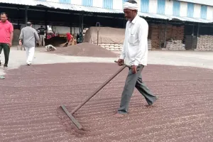 ई-खरीद पोर्टल खराब, दूसरे दिन भी नहीं हुई सरसों की खरीद