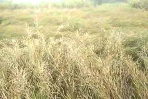बारिश ने बढ़ाई धरती पुत्र की परेशानी सरसों की फसल पर पड़ा बारिश का असर