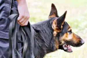 Dog Bite Case: पालतू कुत्ते के काटने के दो माह बाद महिला की मौत