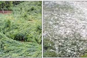 मूसलाधार बारिश व गड़ेमारी से पकी फसल हुई तबाह
