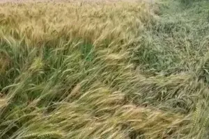 बेमौसमी बरसात के साथ तेज हवा बनी किसानों के लिए आफत, खेतों में बिछी तैयार गेहूं की फसल