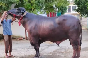साची-साच बोलूं सूं 10 करोड़ का घोलू- 2: लग्जरी कार और आलीशान बंगलों को भी मात | 10 Crore Buffalo