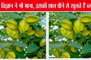 Arjun ki Chhal: इस पेड़ की छाल, किसानों को करेगी मालामाल, विदेशों में बढ़ी डिमांड