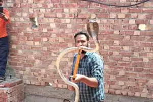 Cobra: टोहाना में कोबरा सांप की फुंकार से दहले मजदूर