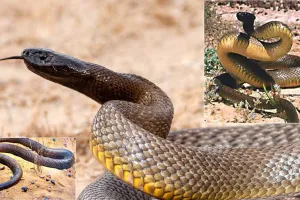 सससस…सांप के दंश की दहशत, कटा सिर भी ले सकता है जान!