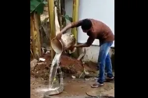 king cobra viral: अपने हाथो से कोबरा सांप को लगा नहलाने लगा.. फिर जो हुआ, देखें वीडियो