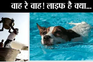 luxury life of dogs: आम आदमी की हालत टाइट, कुत्तों की लग्जरी लाइफ