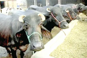 दुधारू पशुओं का रखें खास ख्याल