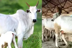 सिर्फ 10% कीमत में गाय खरीदें, 90% कीमत दे रही ये राज्य सरकार