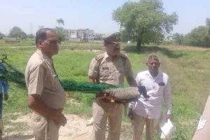अज्ञात वाहन की चपेट में आकर राष्ट्रीय पक्षी मोर का हुआ प्राणांत