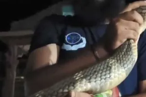 Viral: देखना! कहीं अटक न जाएं सांसें: गूढ़ अंधेरे में 12 फीट लंबा किंग कोबरा