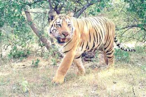 टाइगर रिजर्व में बाघिन को लंगडाते हुए देख बढ़ी वन विभाग की चिंता