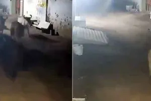 पीछे आ रही ‘मौत’ से बचाकर ‘जिंदगियों’ को हांककर ले गया कुत्ता