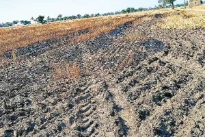 Fatehabad News: कंबाइन मशीन से निकली चिंगारी, 8 कनाल गेहूं की फसल स्वाह