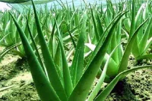 Skin Care : आपकी त्वचा से आपकी उम्र का नहीं चलेगा पता ! एलोवेरा जेल, त्वचा बनाए नेचुरल