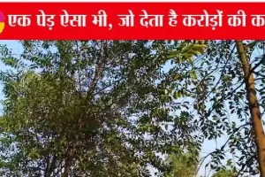 एक ऐसा करामाती पेड़, जिसकी करोड़ों की कमाई कर देगी आपको मालामाल
