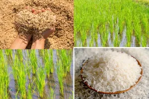Basmati Rice: बासमती धान: कम लागत में पाएं बेशुमार पैदावार