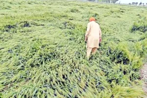 Punjab News: किसानों को नहीं मिल रहा मुआवजा, सीएम मान के आदेशों को नहीं मान रहे राजस्व विभाग के अधिकारी