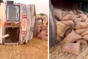 गेहूँ से भरा ट्रक पलटा, खेतों में बिखरी बोरियां