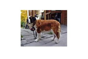 Rescue Dog: ‘मालिक’ मेहरबान तो कुत्ता पहलवान, पालतू  कुत्तों का अटैक, मां-बेटे ने भागकर बचाई जान