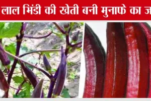 Lal Bhindi Ki Kheti: लेडी फिंगर लगाओे, लखपति बन जाओ