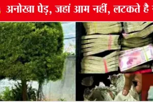 देखिये, देश का अनोखा पेड़, जहां आम नहीं, लटकते है नोट | Subramaniam Rai
