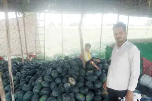 पीले रंग के ‘मिश्री’ तरबूज तैयार कर रहा रायपुर का रामचंद्र