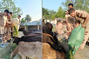 ब्लॉक शामली के सेवादारों ने गायों के लिए डाला 8 कुंतल हरा चारा