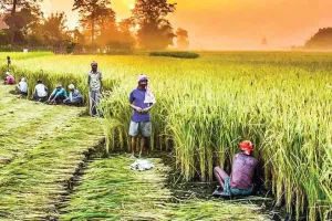 Agriculture: कृषि क्षेत्र की समस्याओं पर गंभीरता से हो मंथन