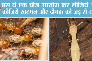Bedbugs and Termite: दीमक और खटमल घर से भाग जाएंगे, अगर ये तरीके इस्तेमाल में लाएंगे