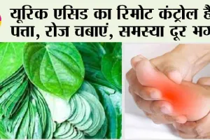 Betel Leaf Benefits: यूरिक एसिड का रिमोट कंट्रोल है ये पत्ता, रोज चबाएं, समस्या दूर भगाएँ