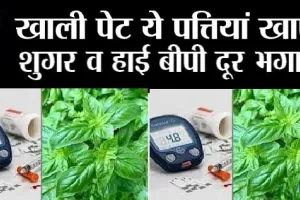Herb For Diabetes: ये पत्ते शुगर को कंट्रोल करने के लिए अमृत है, सुबह-सुबह करें सेवन