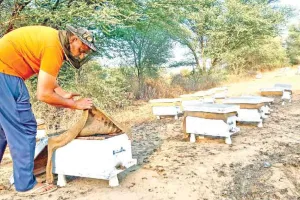 किसानों को मधुमक्खी पालन रास तो आ रहा, पर कम भाव से मायूसी