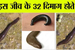 अजब-गजब : बूझो तो जानें! ऐसा जीव जिसके पास 32 दिमाग, 300 दांत, 10 आंखें… हर कोई हैरान!!
