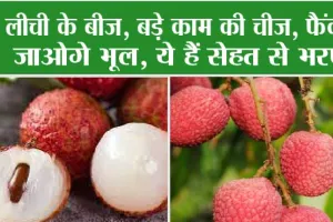 Litchi Benefits: लीची के बीज, बड़े काम की चीज, फैंकना जाओगे भूल, ये हैं सेहत से भरपूर