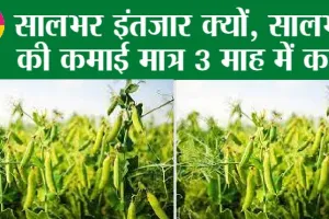 Pea farming: खास फसल, खेती खास, कमाई के मात्र 3 मास