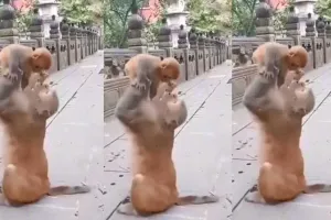 Monkey Viral Video: माँ का प्यार! जब बंदर मां ने बेबी मंकी को दी प्यार भरी झप्पी, वीडियो हुआ वायरल
